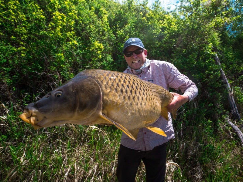 fly fishing for carp (1)