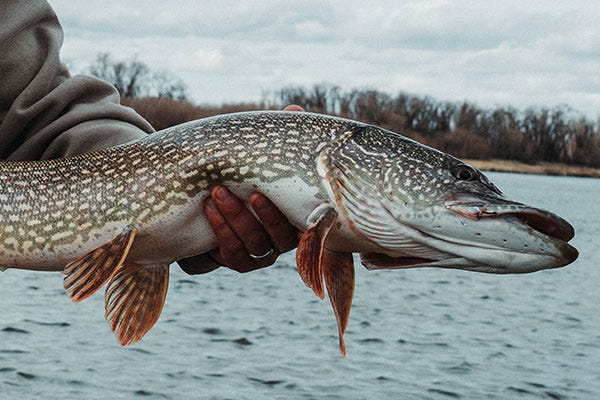 Project In The Wild #57: Missouri River Predators